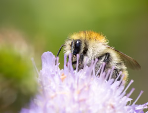 Agerhumle - Bombus pascuorum - Hun, , Fotograf Claus Bach.