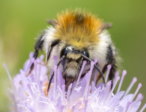 Agerhumle - Bombus pascuorum - Hun, , Fotograf Claus Bach.