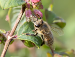 Honningbi - Apis mellifera, , Fotograf Claus Bach.
