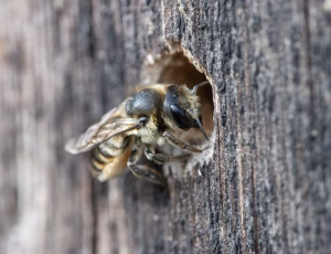 Kurvmurerbi - Osmia leaiana - Hun, , Fotograf Claus Bach.