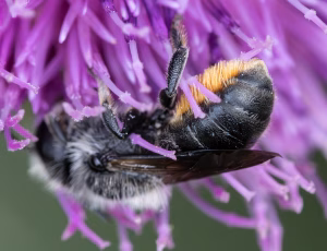 Kurvmurerbi - Osmia leaiana - Hun, , Fotograf Claus Bach.