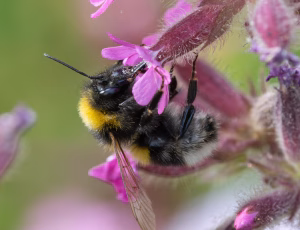 Havehumle - Bombus hortorum - Hun, , Fotograf Claus Bach.