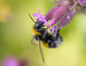Havehumle - Bombus hortorum - Hun, , Fotograf Claus Bach.