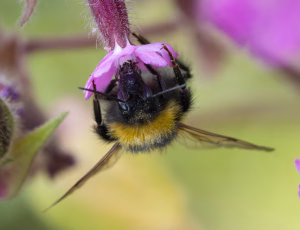 Havehumle - Bombus hortorum - Hun, , Fotograf Claus Bach.