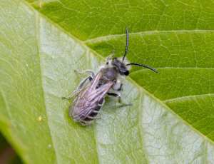 Ærtejordbi - Andrena wilkella - Han, , Fotograf Claus Bach.