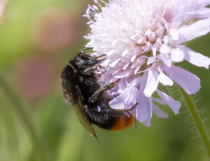 Stenhumle - Bombus lapidarius - Hun, , Fotograf Claus Bach.