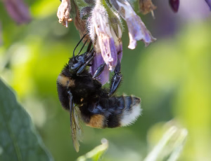 , , Fotograf Claus Bach.