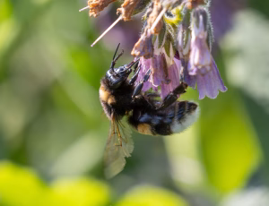 , , Fotograf Claus Bach.