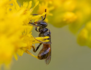 Pandeblodbi - Sphecodes miniatus - Han, , Fotograf Claus Bach.