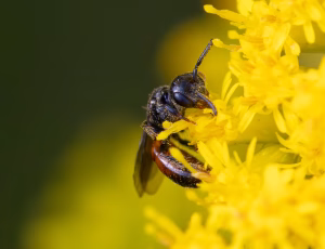 Pandeblodbi - Sphecodes miniatus - Han, , Fotograf Claus Bach.