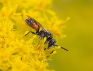 Pandeblodbi - Sphecodes miniatus - Han, , Fotograf Claus Bach.