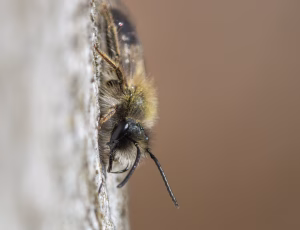 Forårsjordbi - Andrena praecox - Han, , Fotograf Claus Bach.