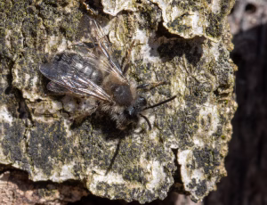 Forårsjordbi - Andrena praecox - Han, , Fotograf Claus Bach.
