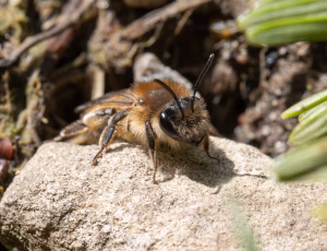 Forårsjordbi - Andrena praecox - Hun, , Fotograf Claus Bach.