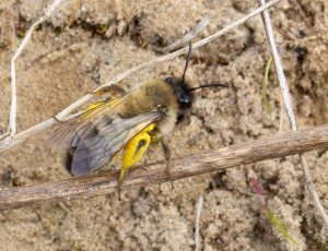 Pelset jordbi - Andrena nycthemera - Hun, , Fotograf Claus Bach.