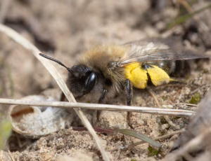 Pelset jordbi - Andrena nycthemera - Hun, , Fotograf Claus Bach.