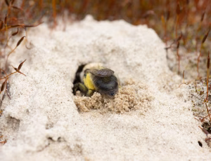 Pelset jordbi - Andrena nycthemera - Hun, , Fotograf Claus Bach.
