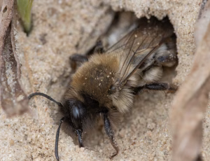 Pelset jordbi - Andrena nycthemera - Hun, , Fotograf Claus Bach.