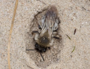 Pelset jordbi - Andrena nycthemera - Hun, , Fotograf Claus Bach.