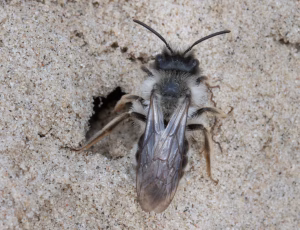 Hvidbrystet jordbi - Andrena vaga - Han, , Fotograf Claus Bach.
