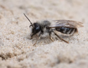 Hvidbrystet jordbi - Andrena vaga - Han, , Fotograf Claus Bach.