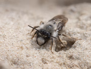 Hvidbrystet jordbi - Andrena vaga - Han, , Fotograf Claus Bach.
