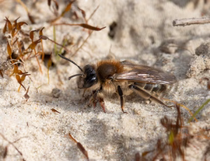 Vårsilkebi - Colletes cunicularius - Hun, , Fotograf Claus Bach.
