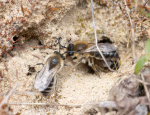 Pelset jordbi - Andrena nycthemera - Han, , Fotograf Claus Bach.