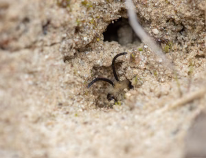 Pelset jordbi - Andrena nycthemera - Han, , Fotograf Claus Bach.