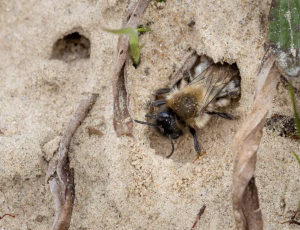Pelset jordbi - Andrena nycthemera - Hun, , Fotograf Claus Bach.
