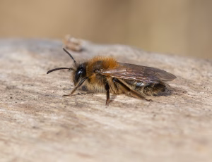 Forårsjordbi - Andrena praecox - Hun, , Fotograf Claus Bach.