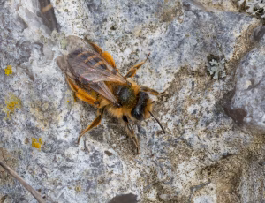 Gulbåndet jordbi - Andrena flavipes - Hun, , Fotograf Claus Bach.