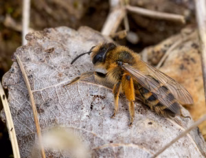 Gulbåndet jordbi - Andrena flavipes - Hun, , Fotograf Claus Bach.