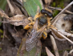Gulbåndet jordbi - Andrena flavipes - Hun, , Fotograf Claus Bach.