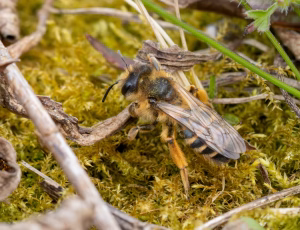 Gulbåndet jordbi - Andrena flavipes - Hun, , Fotograf Claus Bach.