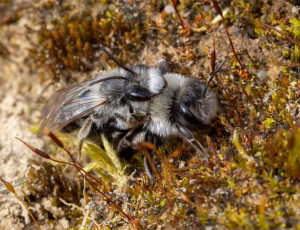 Hvidbrystet jordbi - Andrena vaga, , Fotograf Claus Bach.