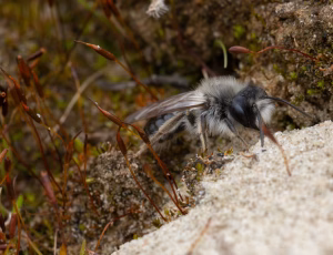 Hvidbrystet jordbi - Andrena vaga - Han, , Fotograf Claus Bach.