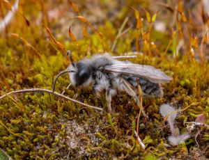 Hvidbrystet jordbi - Andrena vaga - Han, , Fotograf Claus Bach.