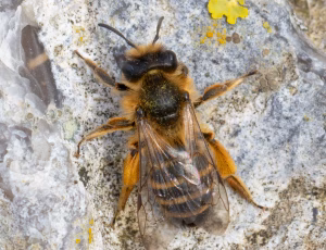 Gulbåndet jordbi - Andrena flavipes - Hun, , Fotograf Claus Bach.