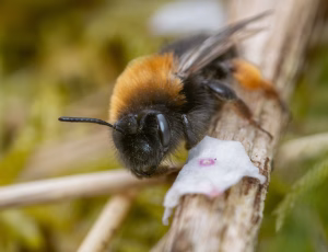 Rødbrystet jordbi - Andrena clarkella - Hun, , Fotograf Claus Bach.