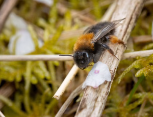 Rødbrystet jordbi - Andrena clarkella - Hun, , Fotograf Claus Bach.