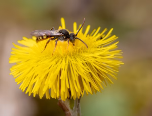 Forårshvepsebi - Nomada ferruginata - Han, , Fotograf Claus Bach.