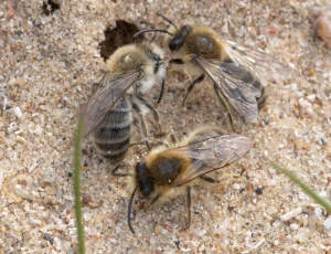 Vårsilkebi - Colletes cunicularius - Han, , Fotograf Claus Bach.