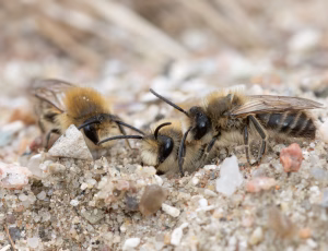 Vårsilkebi - Colletes cunicularius - Han, , Fotograf Claus Bach.