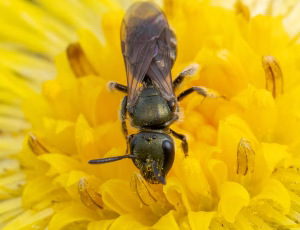 Bronzesmalbi - Lasioglossum leucopus - Hun, , Fotograf Claus Bach.