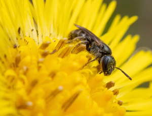 Bronzesmalbi - Lasioglossum leucopus - Hun, , Fotograf Claus Bach.