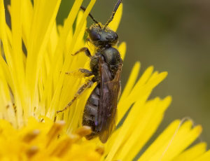 Bronzesmalbi - Lasioglossum leucopus - Hun, , Fotograf Claus Bach.