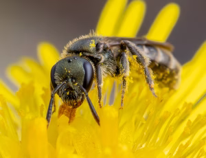 Bronzesmalbi - Lasioglossum leucopus - Hun, , Fotograf Claus Bach.