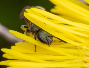 Bronzesmalbi - Lasioglossum leucopus - Hun, , Fotograf Claus Bach.