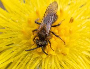 Tofarvet jordbi - Andrena bicolor - Han, , Fotograf Claus Bach.